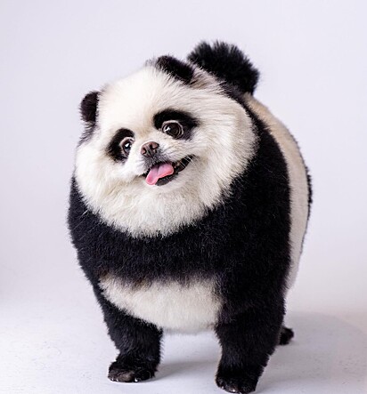 Um spitz panda alemão.