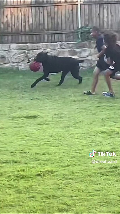 O cachorro adora brincar com as crianças.