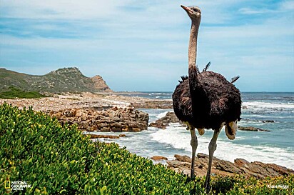 O avestruz pode alcançar até 70km/h.