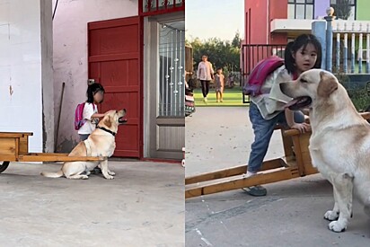 A tutora mirim sabe que o cão a levará em segurança.