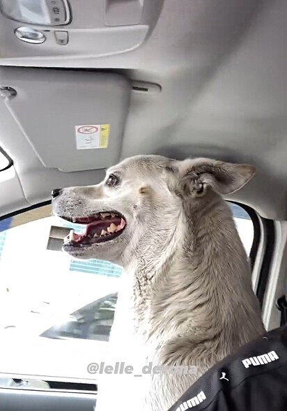 Lupi é um cachorrinho cheio de manias.