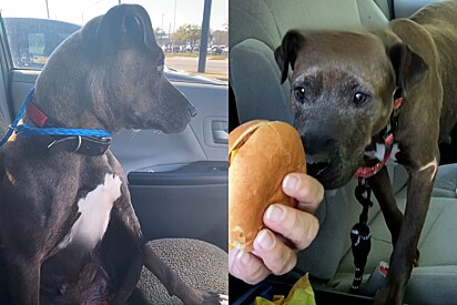 Visita ao McDonalds muda para sempre a vida de cachorrinha pitbull resgatada que não parava de tremer.