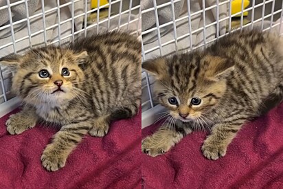 Funcionários de abrigo percebem que gatinha feroz resgatada não é quem ela parece ser.