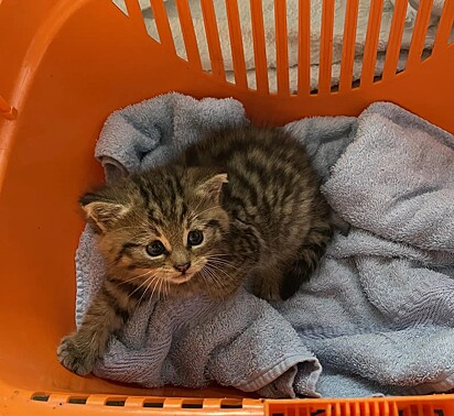 O homem acreditou ter resgatado um gatinho doméstico.