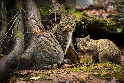 Imagem de um gato selvagem europeu.