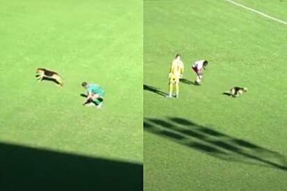 Jogadores tentam pegar cão caramelo que invadiu clássico, mas não contavam com a habilidade do pet e levam a pior