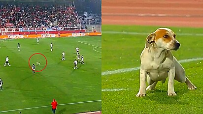 Cachorro invade partida de futebol para fazer xixi em gramado