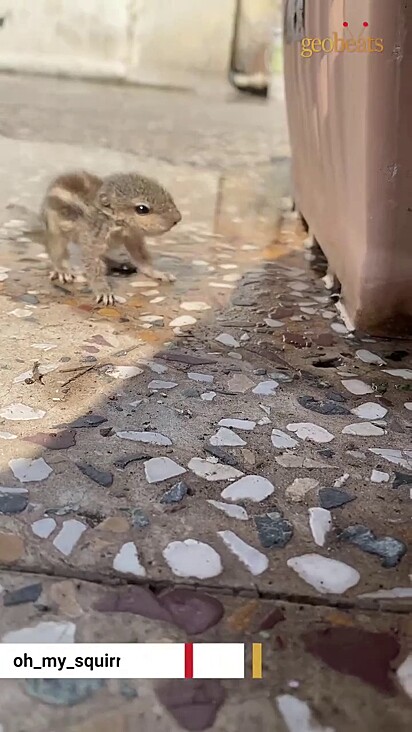 O animalzinho se adaptou a vida dos humanos.