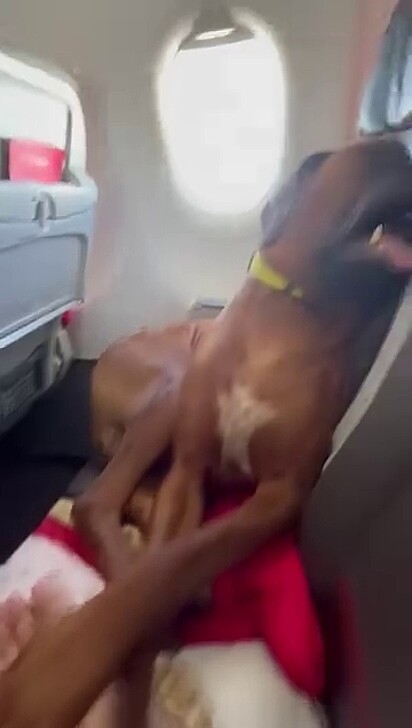 Joaquim teve um sono profundo no avião.