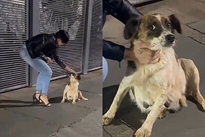 Cachorra grávida corre desesperada entre carros, até que percebe que alguém está ali para ajudá-la.