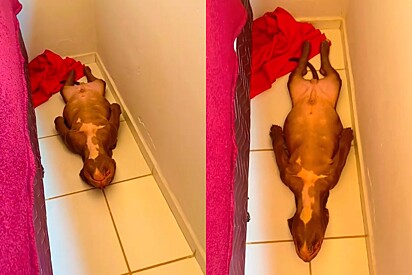 Tutora encontra seu pitbull esticado ao lado da cama durante a faxina.