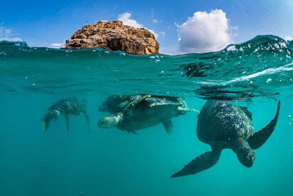 Existem sete espécies de tartarugas marinhas, sendo seis de casco duro e uma de casco mole.