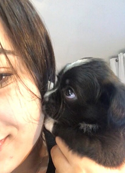 Andressa acreditava que a pet fosse uma shih-tzu, mas, quando cresceu, ela se revelou uma fofa vira-latinha.