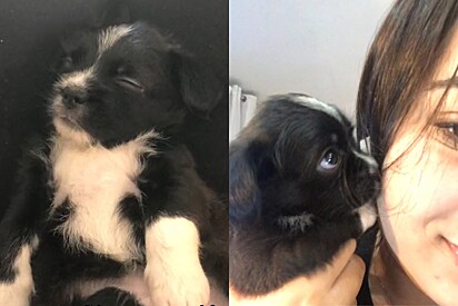 Jovem ganha cachorrinha acreditando ser shih-tzu, mas pet cresce e revela sua verdadeira identidade.