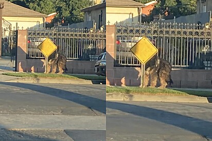 Vizinhos se unem para ajudar bicho enorme que tinha dreads no pelo.