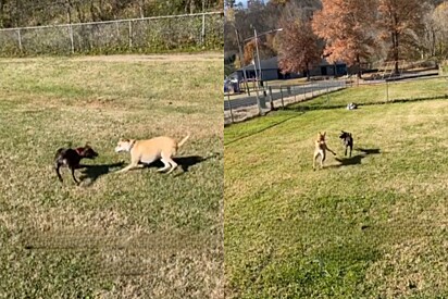 Cachorro se apaixona por vira-lata, então tutora resolve tomar atitude para resolver situação de vez