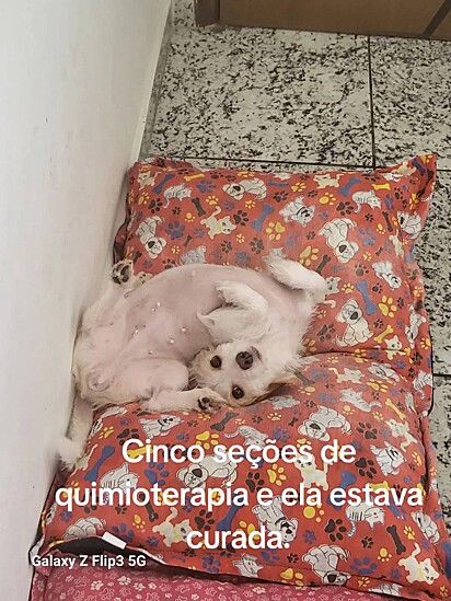 A cachorrinha se recuperou totalmente.