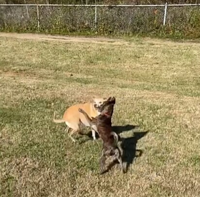 Chester se encantou por Frank, um cão dócil e sociável.