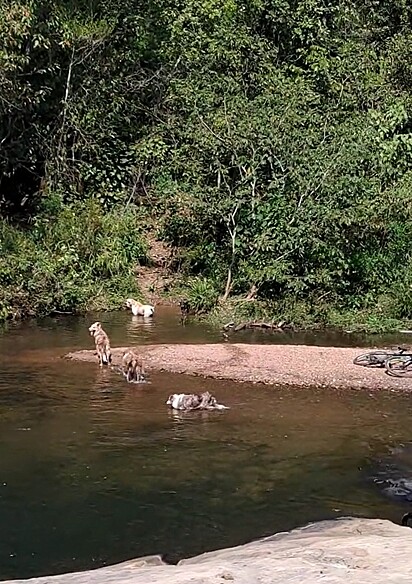 Os cães chegaram animados à cachoeira.