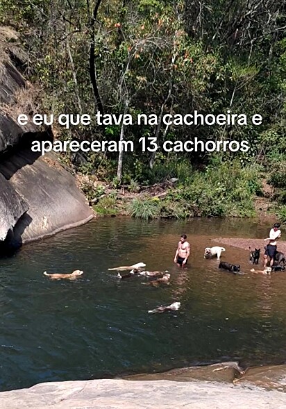 Ao todo, eram 13 cães se divertindo na cachoeira.