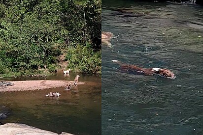 Tudo estava tranquilo em passeio, até que de repente homem se vê cercado por 13 cachorros.