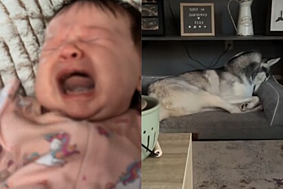 Mãe tenta consolar bebê - então ela olha para seu cachorro husky e mal acredita no que vê.