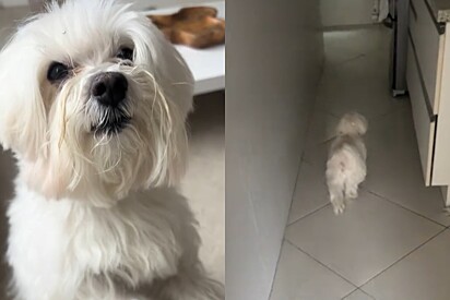 Cachorro pede para tutora seguir ele; então pet prova por que ele merece ganhar o que tanto quer