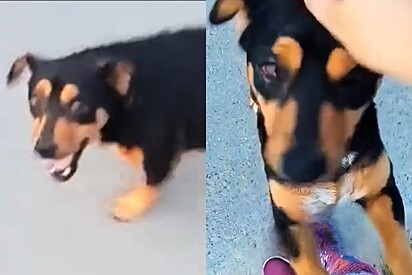 Cachorrinha comunitária chamada Pipoca tem sua casinha jogada no lixo e moça resolve tomar atitude.