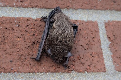 Homem encontra caroço peludo precisando de ajuda; E depois descobre que era alguém em extinção