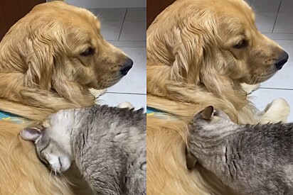 Gata enche cão Golden de carinhos, mas quando ele decide retribuir recebe resposta que não gostaria