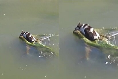 Mulher caminhava perto do canal e vê rostinho se segurando em objeto na água.