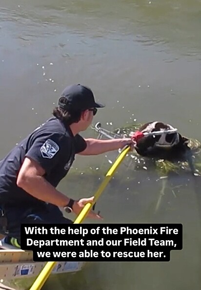 A Arizona Humane Society (AHS) e o Corpo de Bombeiros de Phoenix uniram esforços para resgatar a cachorrinha.