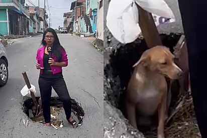 Durante reportagem, repórter é surpreendida pela aparição de um vira-lata caramelo que sai de dentro de um buraco na rua.