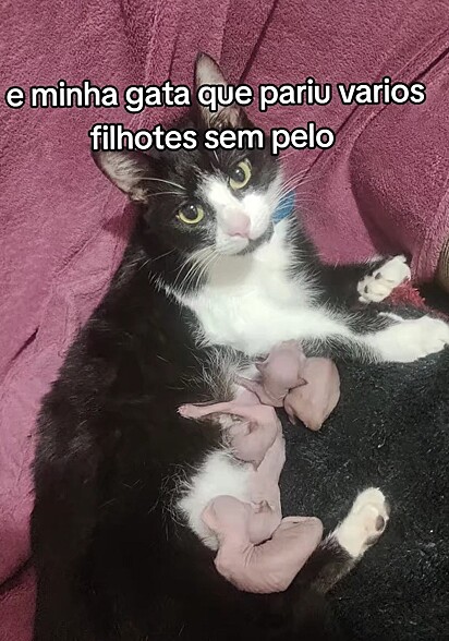 A gatinha frajola deu à luz a uma ninhada sem pelos.