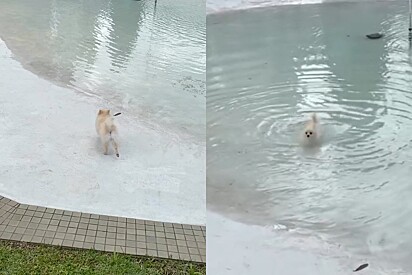 Cão Lulu da Pomerânia corre em direção a água - e se arrepende amargamente com o que acontece depois.