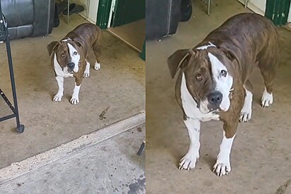 Pitbull foge e homem mal pode acreditar no que o cão trouxe para casa.