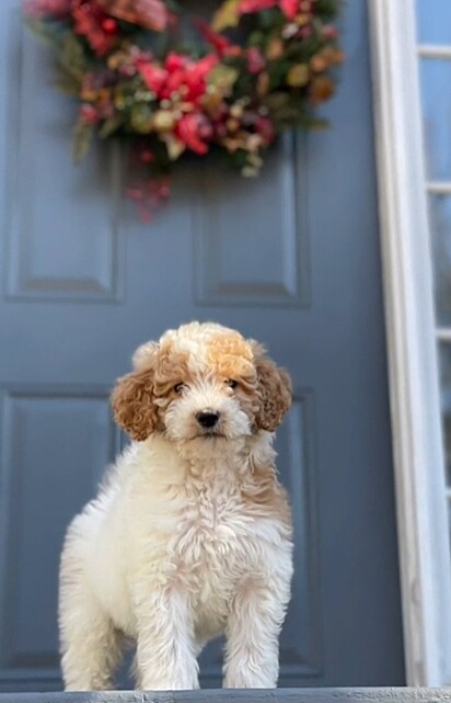 Archie, um goldendoodle.