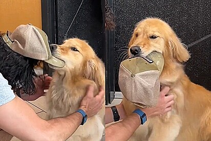 Conheça Timber, uma golden retriever que fica tão feliz ao ver tutor que faz questão de segurar seu boné.