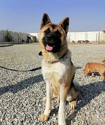 De alguma forma, o cão conseguiu entrar na tubulação e acabou ficando preso.