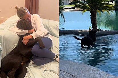 Mulher deixa cão na casa dos avós, acreditando que ele sentiria sua falta durante viagem - mas o contrário acontece.