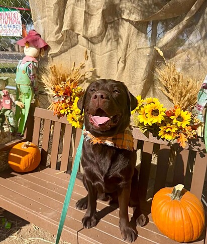 Woody é um labrador muito amado por sua família.