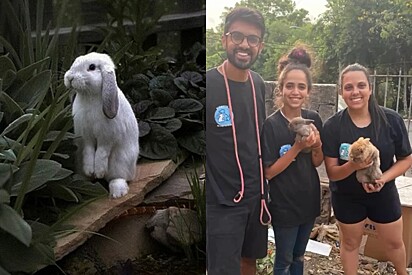 Coelhos resgatados de condições precárias buscam um lar seguro e amoroso.