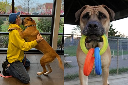 Lágrimas de alegria surgem quando sobrevivente de câncer readota cão que foi forçado a entregar