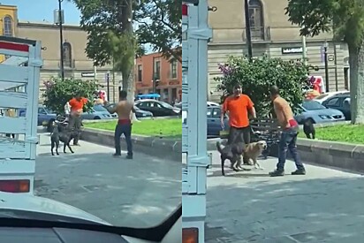 Homem tenta intimidar amigo da tropa do caramelos, cães entram rapidamente em ação e evitam o pior.