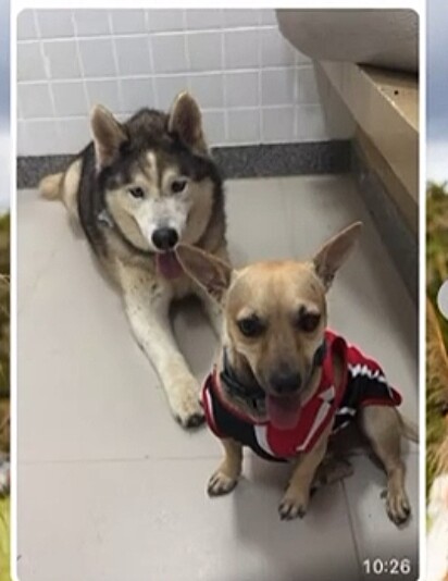 Thor, um husky, e Juliano, um vira-lata caramelo, estavam na delegacia. 