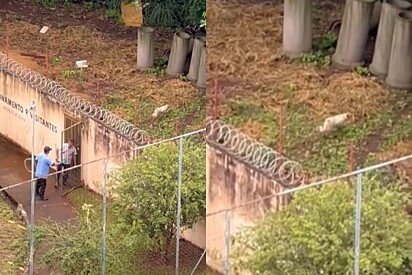 Morador vê dois homens levando cachorrinha para terreno abandonado, resolve agir rápido e vida é transformada.