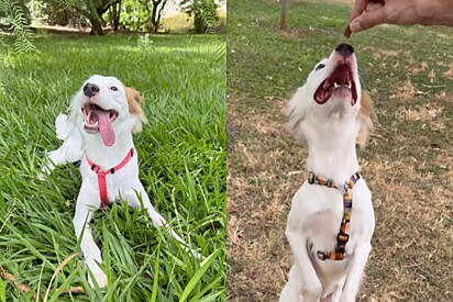 Agora, Aurora vive seus dias como qualquer cachorrinha merece.