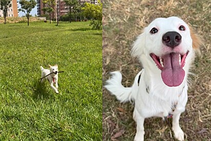 Aurora se tornou outra cachorrinha.