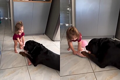 Menininha se esforça para tirar brinquedo da boca rottweiler gigante e reação de pet impressiona