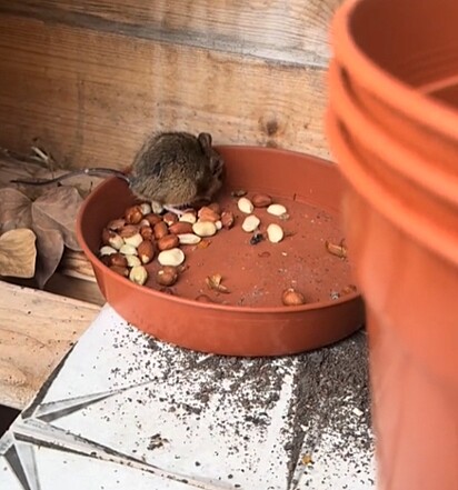 O rato foi liberado em segurança na estufa da família, longe dos gatos.